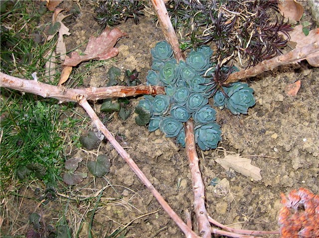 Sedum Herbstfreude